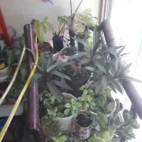 فروش گل و گیاه