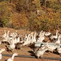 فروش غاز محلی تعداد بالا|حیوانات مزرعه|بانه, |دیوار