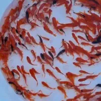 ماهی گلدفیش کاشان