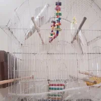 عروس هلندی|پرنده|مشهد, زمرد|دیوار