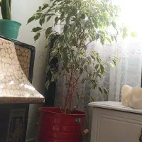 گل بنجامین|گل و گیاه طبیعی|اسلامشهر, مظفریه|دیوار