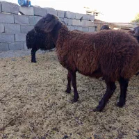 بره نر همو و میش هترو ابستن و زاییده