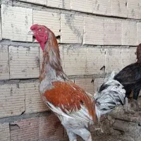 خروس
