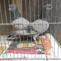 کبوتر سبز کاکلی و...