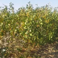 فروش زمین ۱ هکتار  فقط حبه ای 1500|فروش زمین و ملک کلنگی|مروست, |دیوار