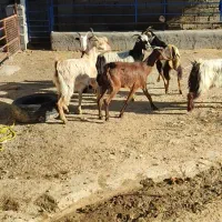 تیشتر بز|حیوانات مزرعه|بهبهان, |دیوار