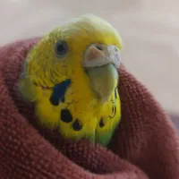 گمشده|حیوانات|پرند, فاز ۲|دیوار