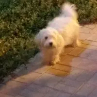 باسلام یک عدد توله سگ سفید ماده بفروش میرسد|سگ|قم, شاه سید علی|دیوار