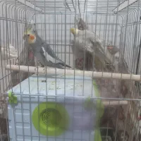 طوطی عروس بالغ|پرنده|محمدیه-قزوین, |دیوار