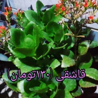 گل های طبیعی زیبا و با طراوت|گل و گیاه طبیعی|قرچک, مهدیه|دیوار