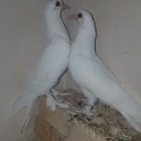 کبوتر قرمز گوز بالا