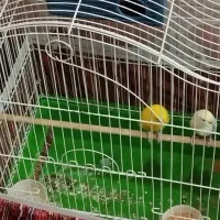 طوطی کوتوله یک عددویک جفت مرغ عشق با تخم|پرنده|شوش, |دیوار