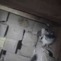 کبوتر|پرنده|بمپور, |دیوار