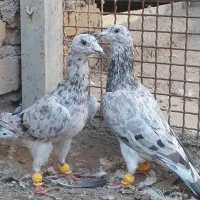 پرنده خطی جفت نر