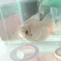 ماهیان گوشتخوار مانستر و گیاه خوار(فروش یا معاوضه)