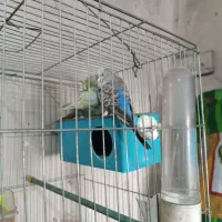 مرغ عشق هلندی