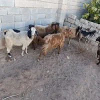 بز  در حیوانات مزرعه