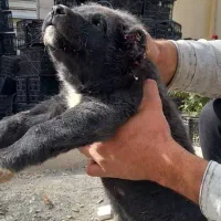 سه قلاده قدریجونی واگذاری|سگ|جیرفت, |دیوار