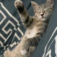 گربه واگذاری