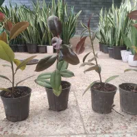 بنجامین سانسوریا فیکوس یوکا|گل و گیاه طبیعی|محمدشهر, شهرک چمران|دیوار