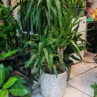 آپارتمانی لوکس بزرگ و کوچیک ۳۰٪تخفیف|گل و گیاه طبیعی|تهران, زیبادشت|دیوار