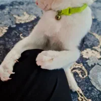 واگذاری گربه نر ۷ ماهه|گربه|قم, تعویض پلاک|دیوار