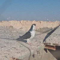 نر ساده سیاه