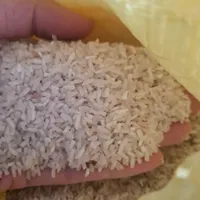 برنج لاشه هاشمی محلی|خوردنی و آشامیدنی|اسلام‌شهر, |دیوار