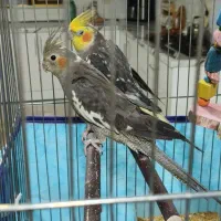 عروس هلندی همراه با قفس