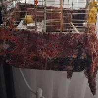 فروش طوطی کوتوله|پرنده|سهند, |دیوار