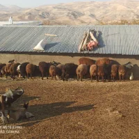 بره نر|حیوانات مزرعه|نورآباد, |دیوار