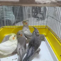 ۴ عددجوجه عروس هلندی دوماهه در شورف رام شدن