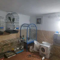 طوطی ملنگو مولدسالنی|پرنده|صدرا-فارس, فاز ۱|دیوار