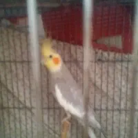 عروس هلندی نر