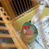 طوطی برزیلی (کوتوله برزیلی) دستی و رام (ماده)|پرنده|کهریزک, |دیوار