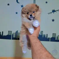 سگ خرسی|سگ|کرج, گلشهر|دیوار