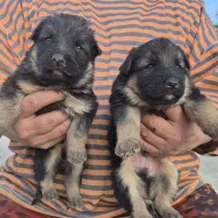 توله برای واگذاری|سگ|فردیس, قریشی|دیوار