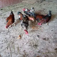 خروس گلین
