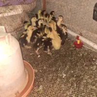 جوجه اردک خارجی یک ماهه|حیوانات مزرعه|بابل, |دیوار