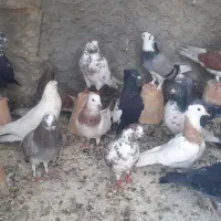 کبوتر دمگیر،تهرانی،پرشی،نقشی،طوقی