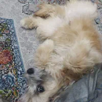 یک سگ ریزثه 5ماهه