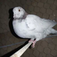 کبوتر|پرنده|ازنا, |دیوار