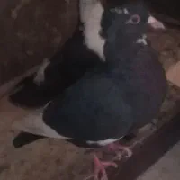 مینا سیاه ماده کاکل