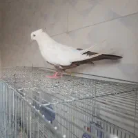 پرنده رنگی ونر عراق