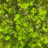 استخدام منشی خانم