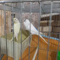 مرغ عشق