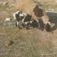 میش و بره|حیوانات مزرعه|قم, بوستان جوان|دیوار