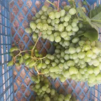 سرمایه گذاری