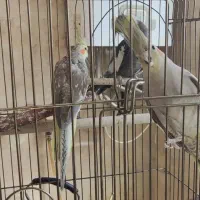 فروش ۳ عدد عروس هلندی بالغ آماده به کار|پرنده|قم, نوقطار|دیوار