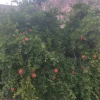 فروش نیم هکتار باغ انار خرمالو|فروش زمین و ملک کلنگی|ششده و قره بلاغ, |دیوار
